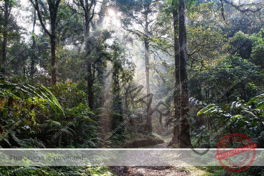 Ecotourism Affect the Environment