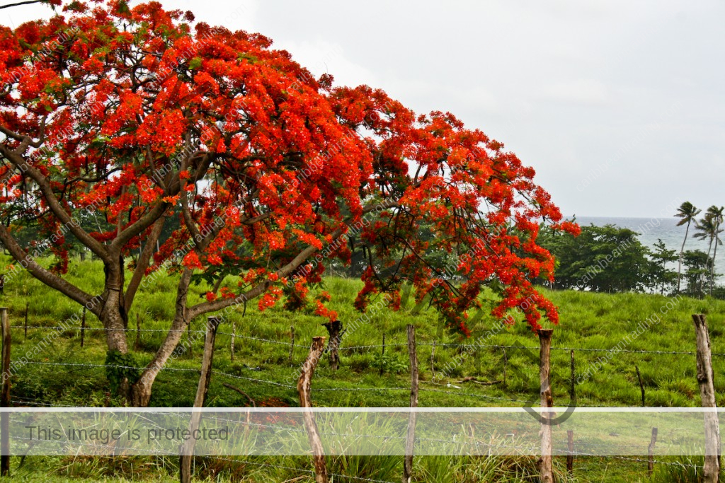 flamboyan tree