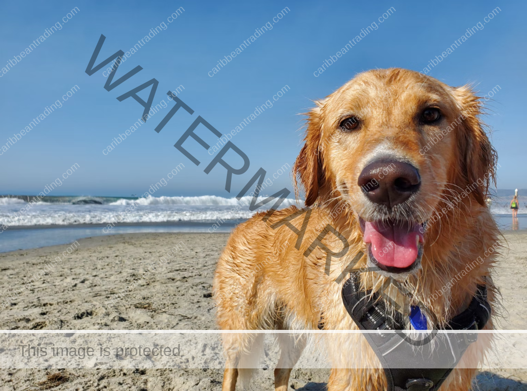 The Best Dog-Friendly Beaches in Puerto Rico