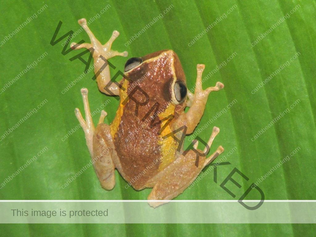 coqui frog