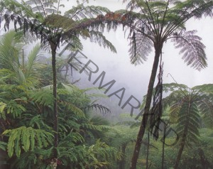 Rain Forest460
