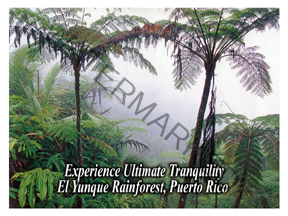 Coffee Postcard with Puerto Rico Scenes - Image 2