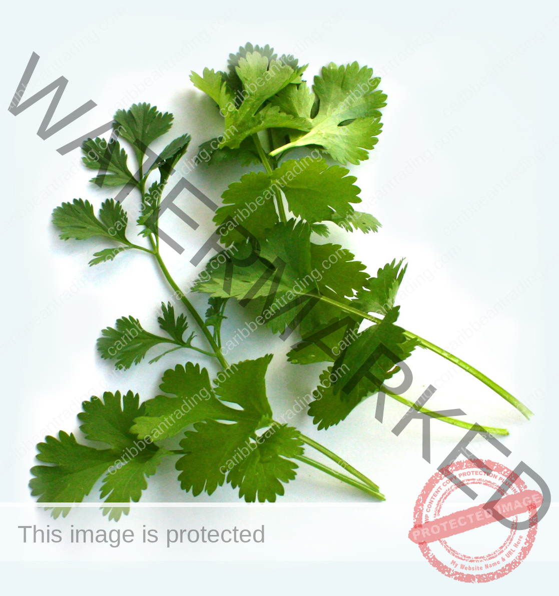 cilantro