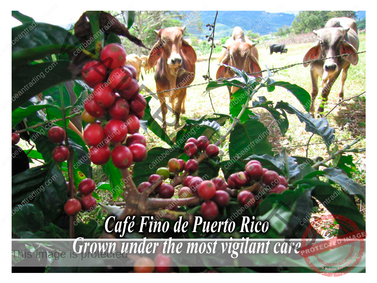 Coffee Postcard with Puerto Rico Scenes - Image 4
