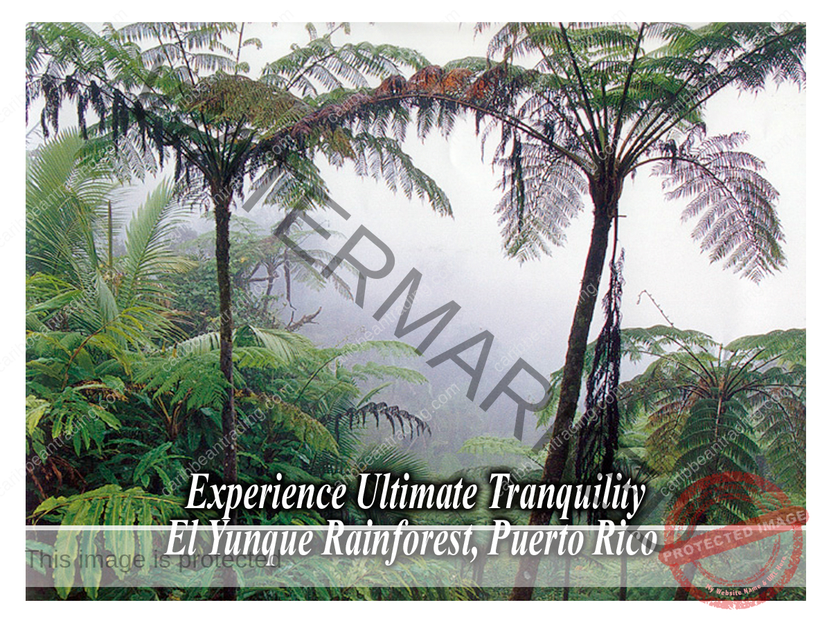 Spices Postcard with Puerto Rico Scenes - Image 4