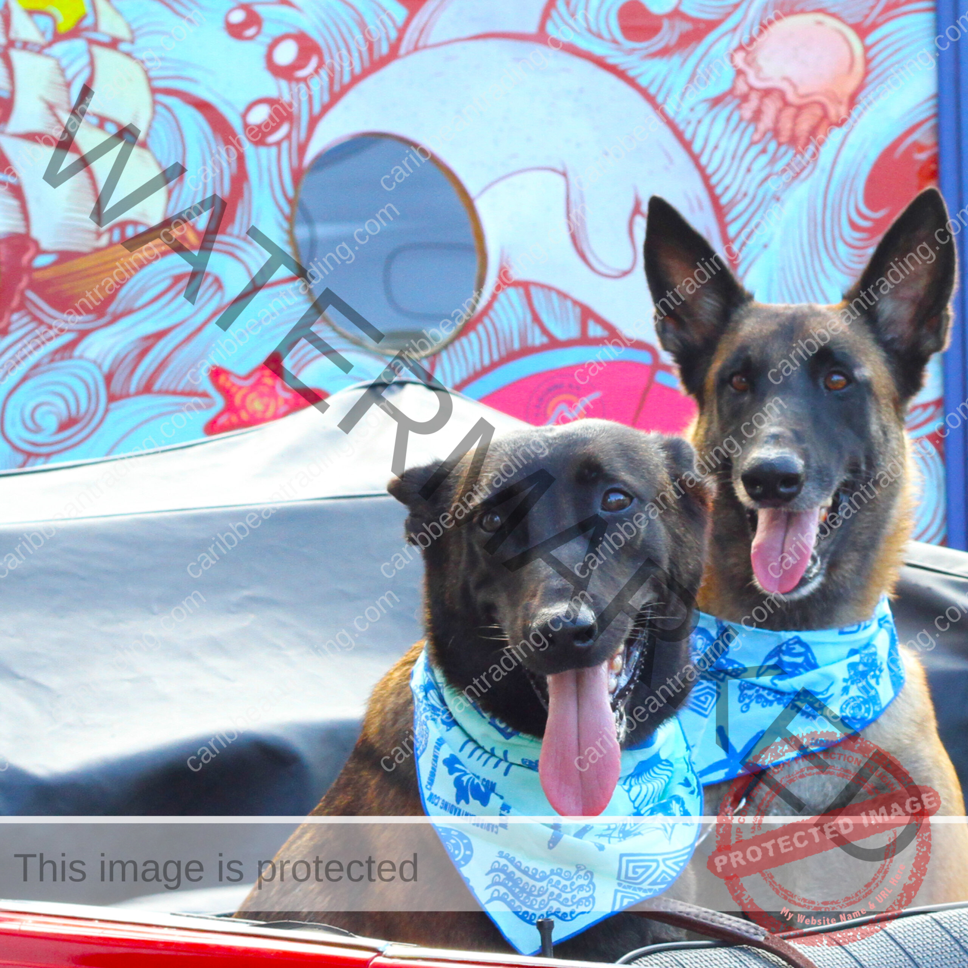 Caribbean Dog Bandana - Image 3