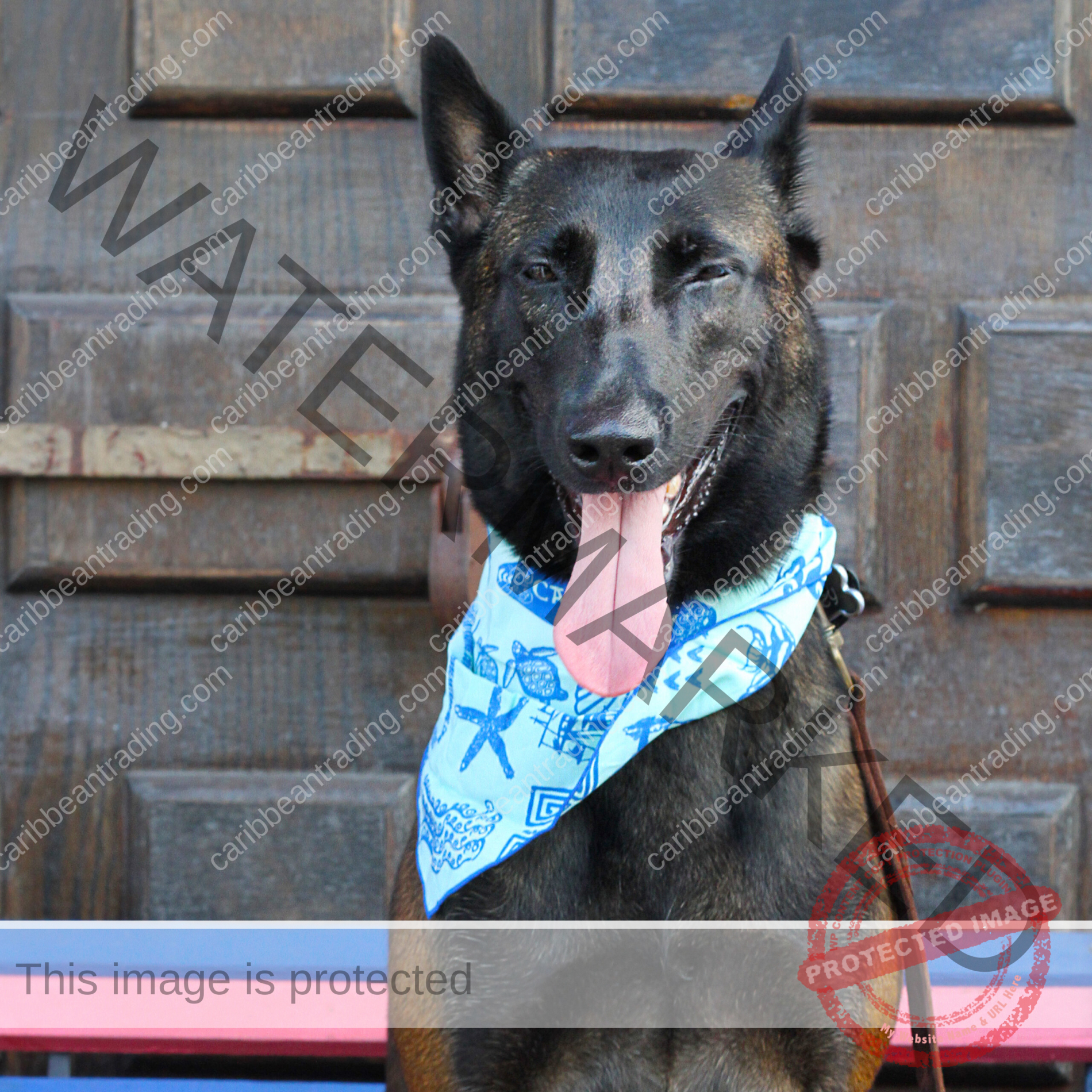 Caribbean Dog Bandana - Image 4