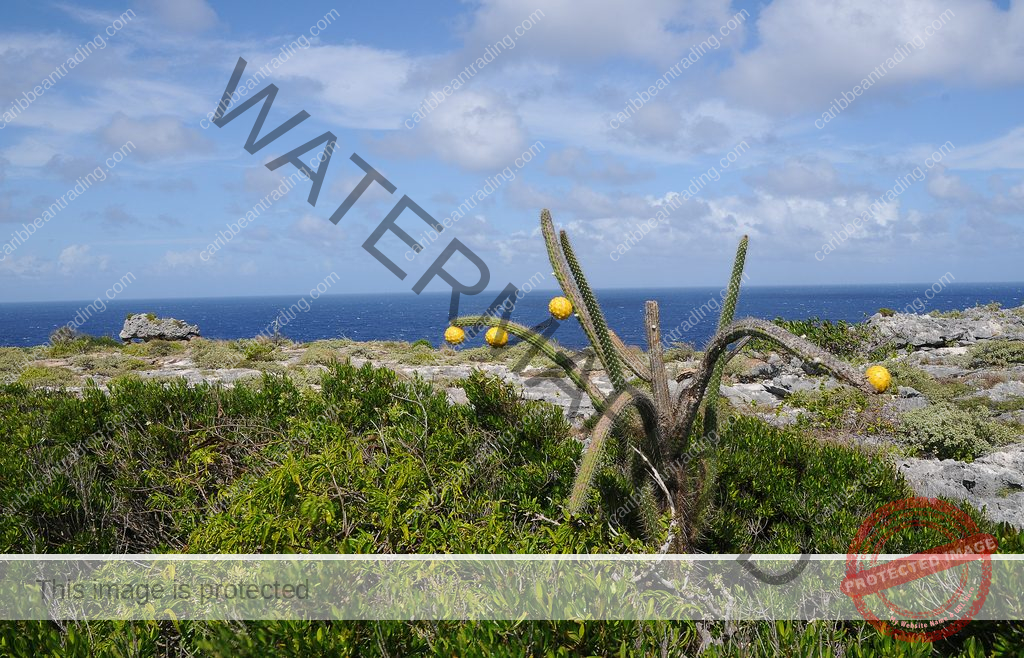 Puerto Rico Nature Facts
