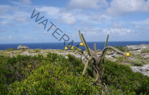 Puerto Rico Nature Facts