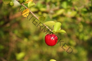 acerola