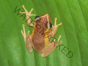 coqui frog