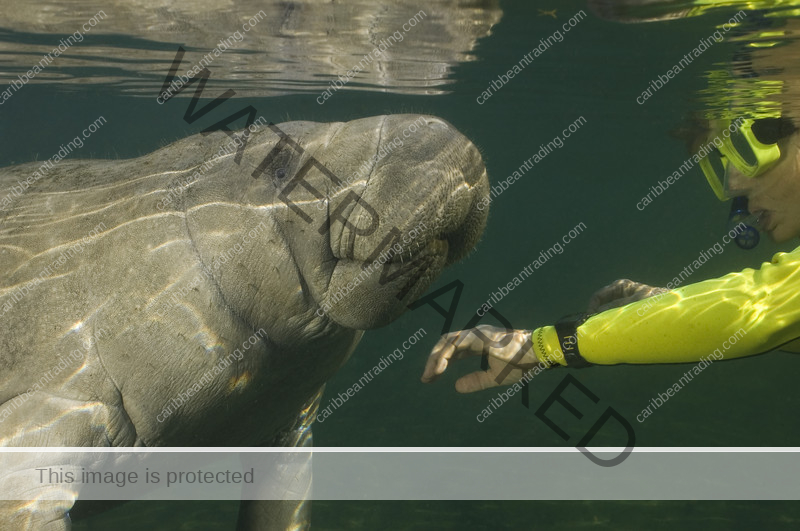 puerto rico manatees