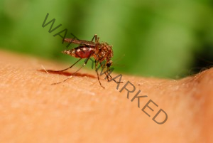 Zika Virus in Puerto Rico
