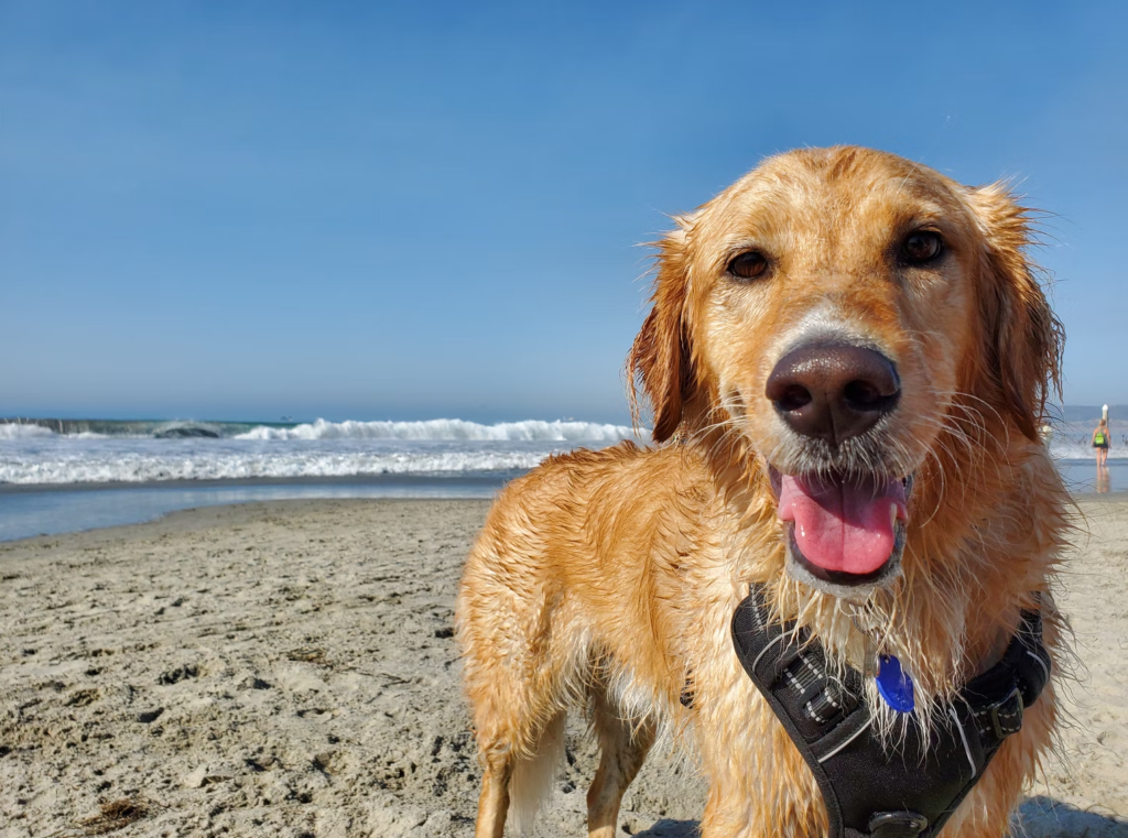 The Best Dog-Friendly Beaches in Puerto Rico