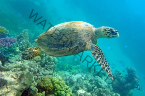 sea turtles puerto rico