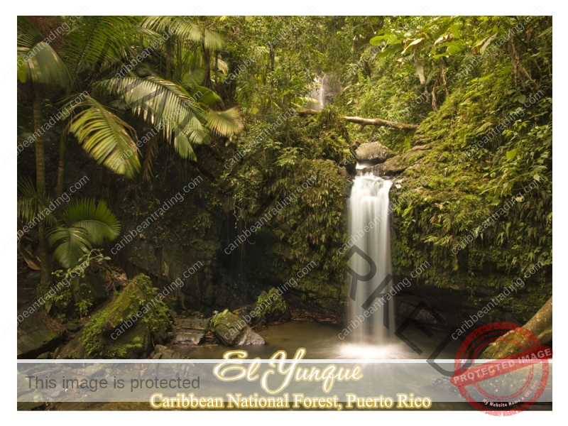 El Yunque Rainforest