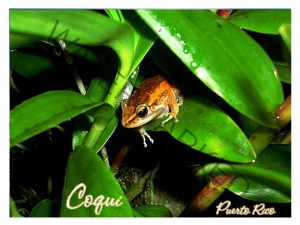 coquis