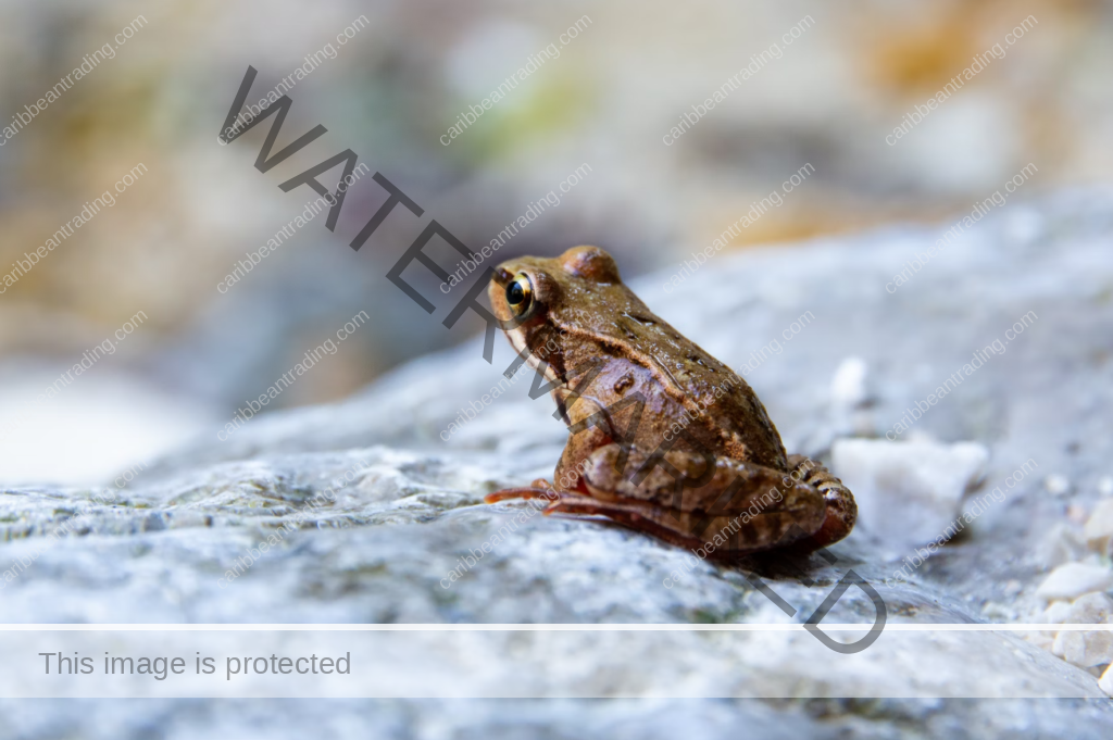 Meaning of the Coqui Taino