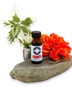Caribbean Vanilla Fragrance Oil 1/2 oz.