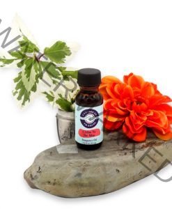 Chilax to the Max Fragrance Oil 1/2 oz.