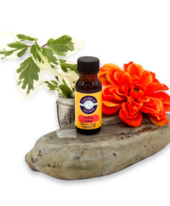 Surfing-Safari-Premium-Fragrance Oil