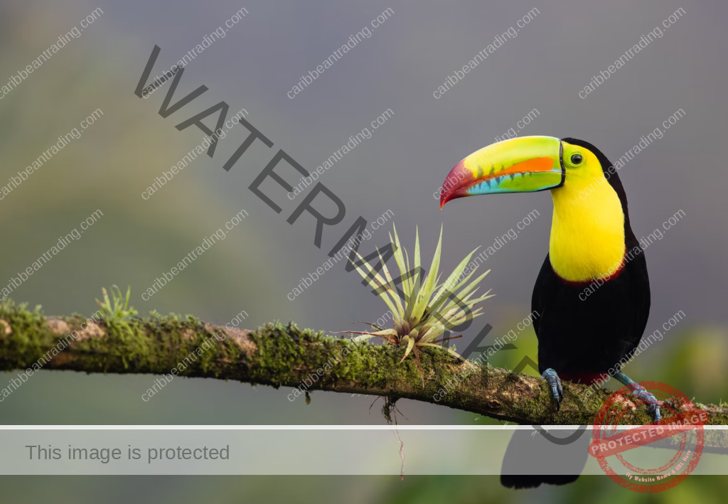 puerto rico vs costa rica