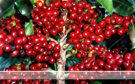 ripe_coffee "Coffee at the peak of perfection"