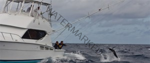 billfish tournament