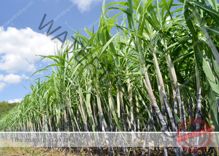 what is cane sugar