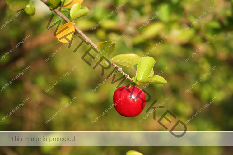 acerola