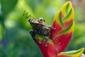 Animals in Puerto Rico