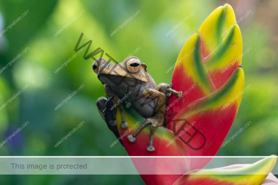 Animals in Puerto Rico