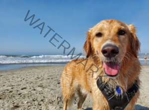 The Best Dog-Friendly Beaches in Puerto Rico