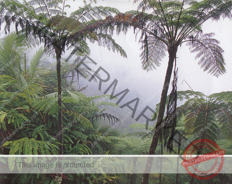 Rain Forest460 el-yunque