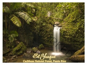 El Yunque Rainforest