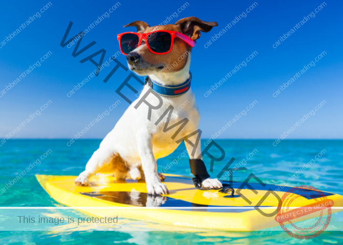 dog in the beach