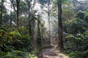 Ecotourism Affect the Environment