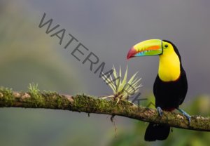 puerto rico vs costa rica