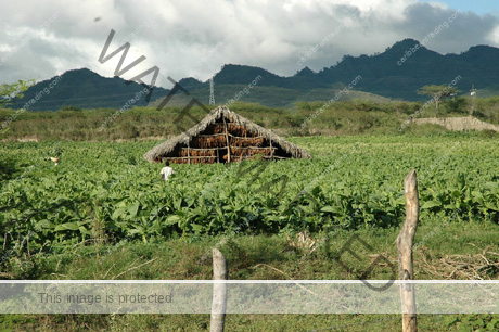 tobacco_field